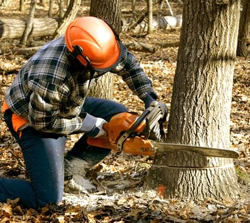 Tree Removal in Hornsby, TN